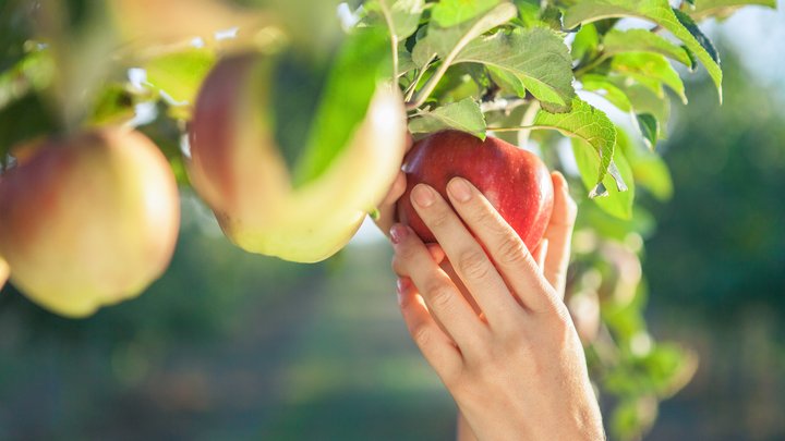 rhipe for the picking