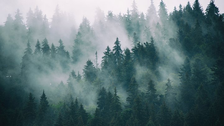 cedar woods - forest