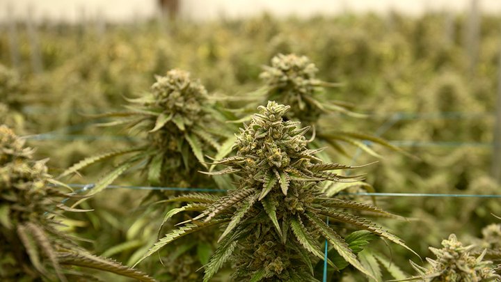 Chapmans MJ life sciences