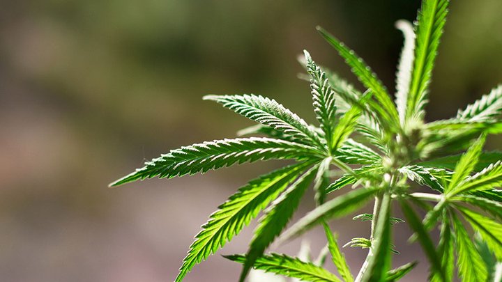 creso pharma latin america market