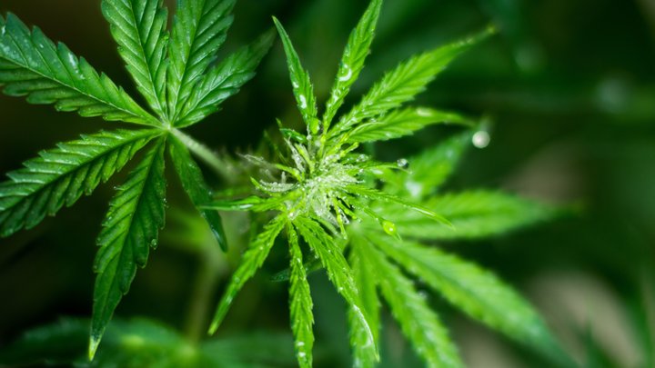 Creso pharma baltic beer JV