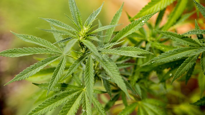 Creso Pharma continues to grow