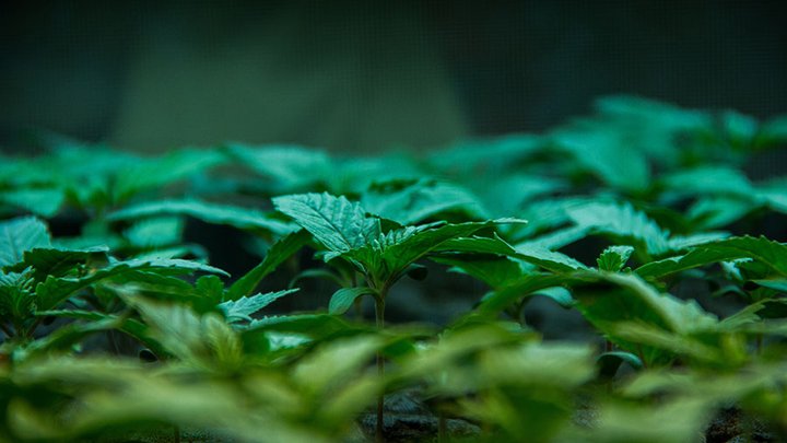 Marijuana seedlings