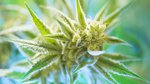 Marijuana flowering buds with macro crystals( cannabis) hemp plant. Very large indoor weed harvest.