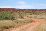 Pilbara-Finfeed