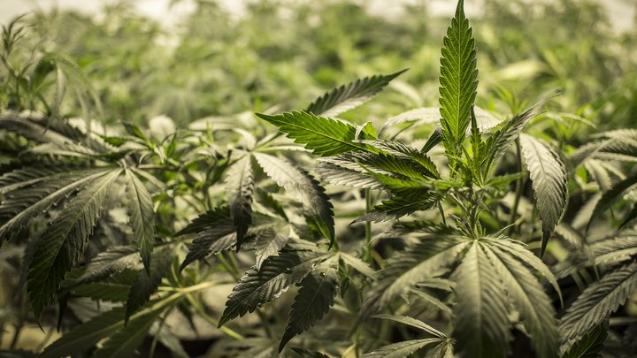 ROO cannabis deal.jpeg