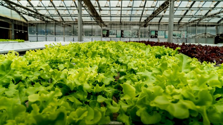 ROO greenhouse deal south korea.jpeg