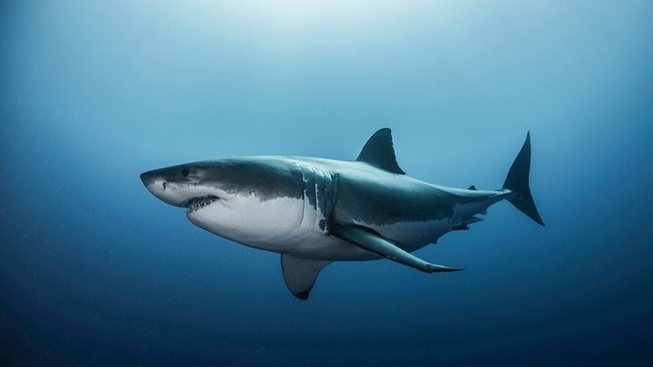 SM8-great-white-shark