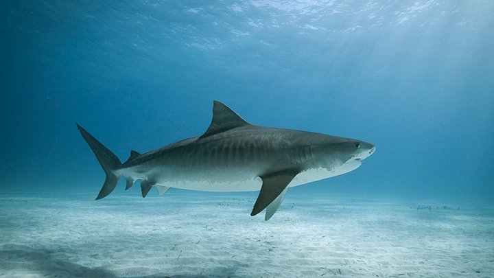 Tiger shark