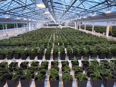 Medical cannabis production at the Aphria greenhouses in Leamington, Ontario