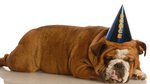 bigstock-Bulldog-With-Dunce-Cap-4639835