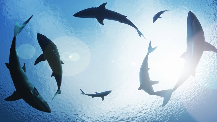 bigstock-School-of-sharks-circling-from-65654248