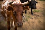 bull-runFF