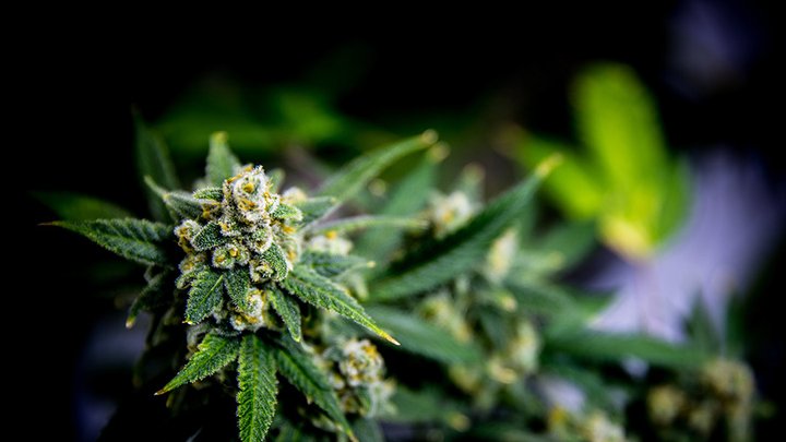 chapmans-limited-medicinal-marijuana