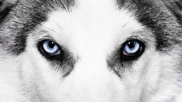 Husky Eyes