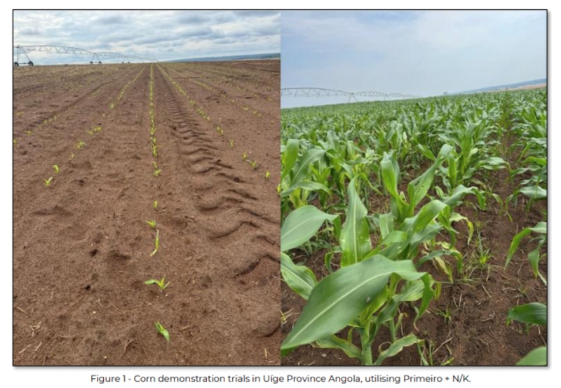 Next Investors Image