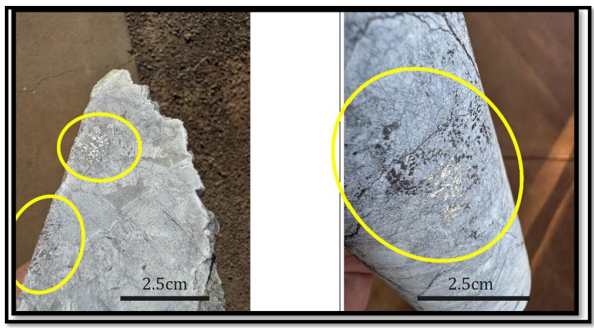 Next Investors Image