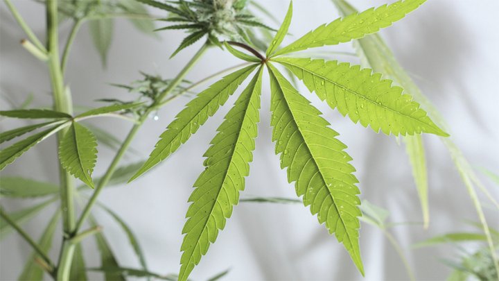 PYL - Medical Grade Cannabis