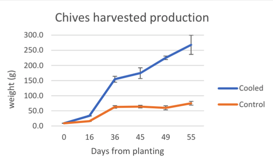 Cooled chives plants (shown in blue) continued growing for 55 days while uncooled plants (orange) virtually stopped growing after 36 days