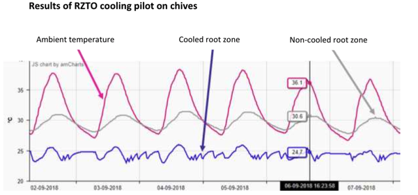 RZTO technology achieved a 6-degree difference between cooled (purple) and uncooled (grey) chives roots
