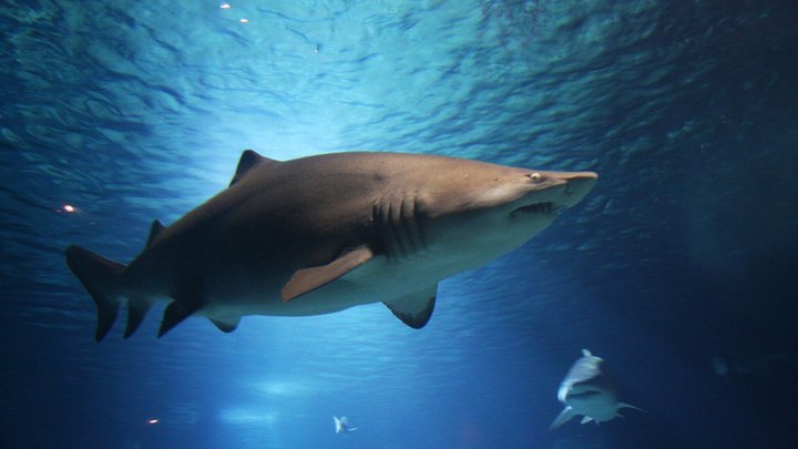 shark-220748_1280