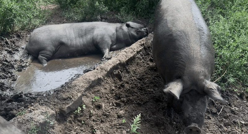 Next Investors Image