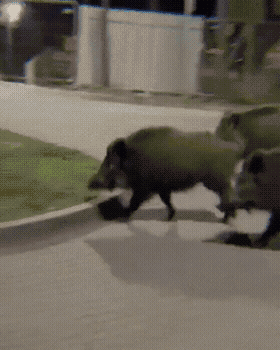 Next Investors Image